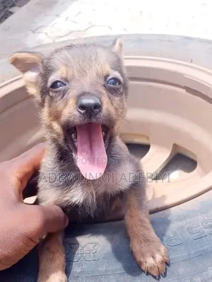 0-1 month Male Purebred German Shepherd