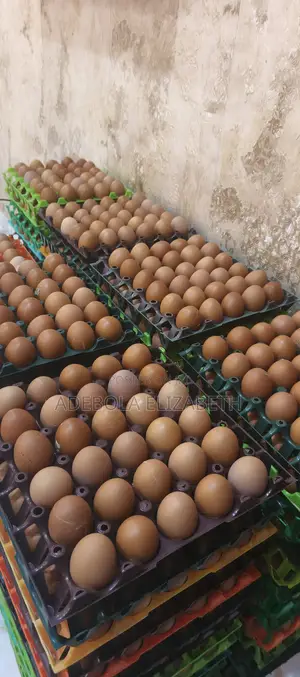 Large Eggs