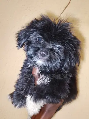 1-3 months Male Purebred Lhasa Apso