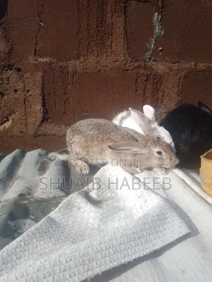Mature Rabbit