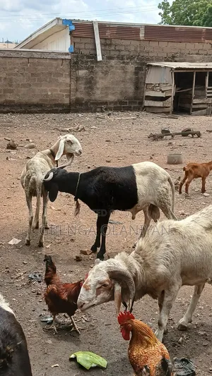 Balami Rams