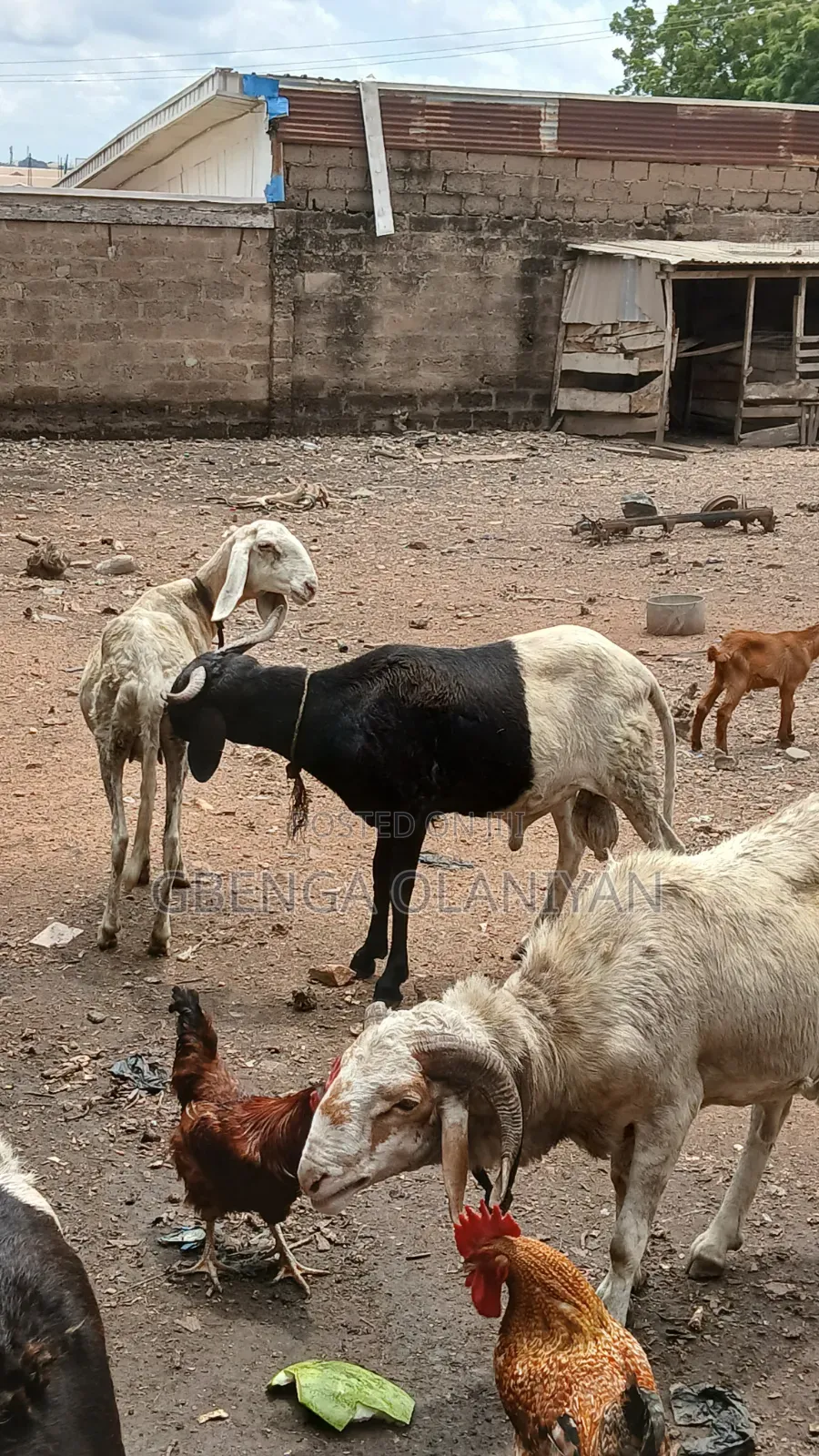 Balami Rams