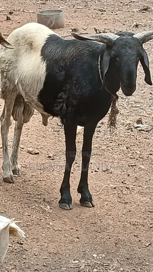 Balami Rams