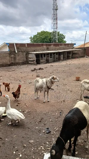 Balami Rams