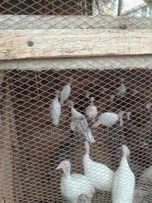 Turkey Chicken Ram