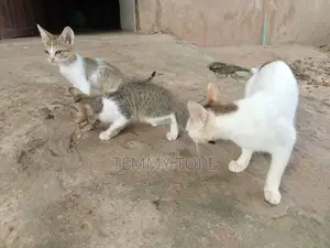1-3 months Female Mixed Breed American Shorthair