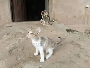 1-3 months Female Mixed Breed American Shorthair