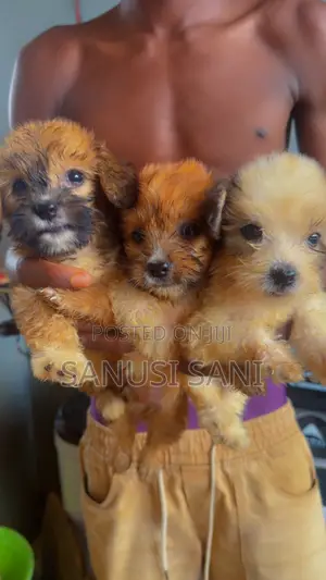 1-3 months Male Purebred Lhasa Apso