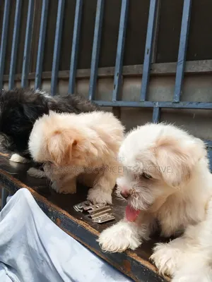 1-3 months Female Purebred Lhasa Apso