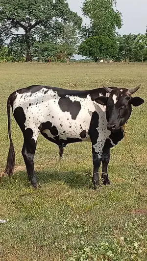 Native Cow