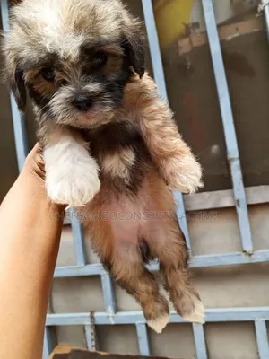 1-3 months Female Purebred Lhasa Apso