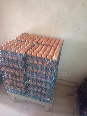 Fresh Medium-sized Chicken Eggs – 50g Each (1.5kg Per Crate Of 30 Egg)