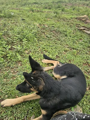 3-6 months Male Purebred German Shepherd