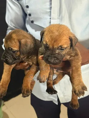 0-1 month Male Purebred Boerboel