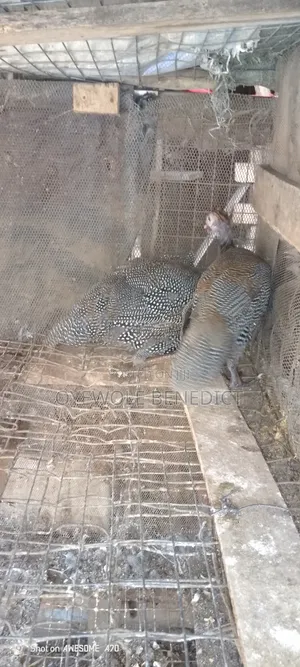 Guinea Fowl