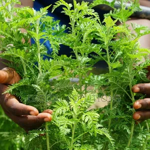 Herbal Treatment For Diabetic, Detoxification And Herbal Remedies