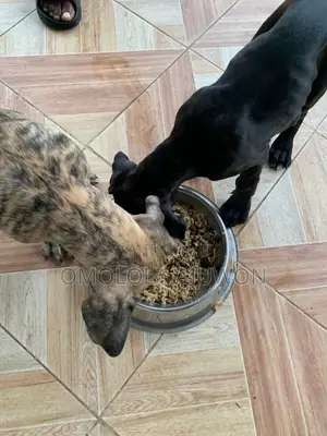 3-6 months Female Purebred Boerboel