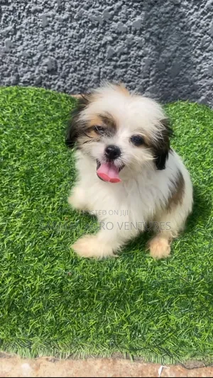 1-3 months Female Purebred Lhasa Apso