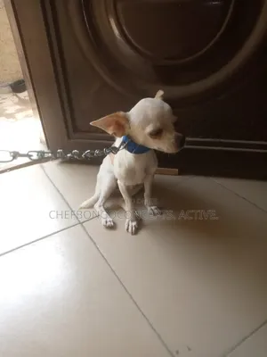 3-6 months Male Purebred Chihuahua