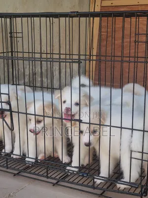 1-3 months Male Purebred American Eskimo