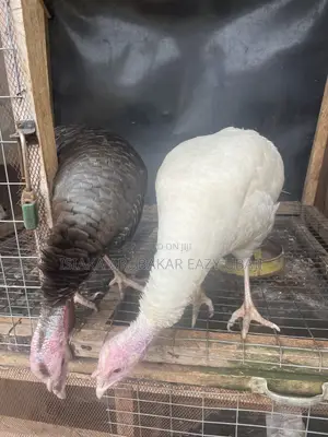 Mature Local Turkeys