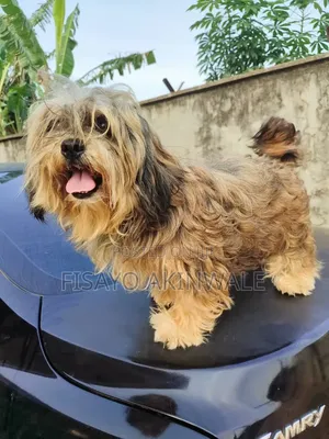 1+ year Female Purebred Lhasa Apso