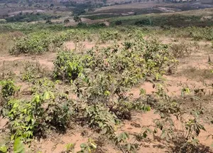 100 Hectares
Of Land for Sale at Guzape 2 Abuja