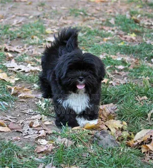 1-3 months Male Purebred Lhasa Apso