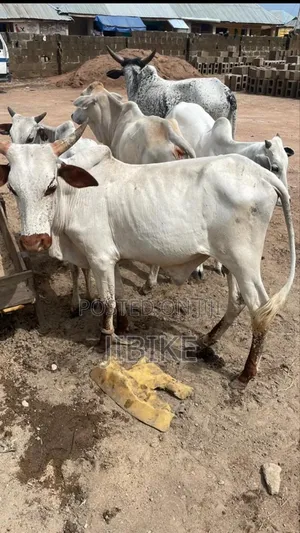 Fresh Cow Meat Sharing – Limited Slots