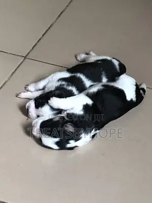 1-3 months Female Purebred Lhasa Apso