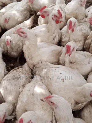 Organic Raised Broilers