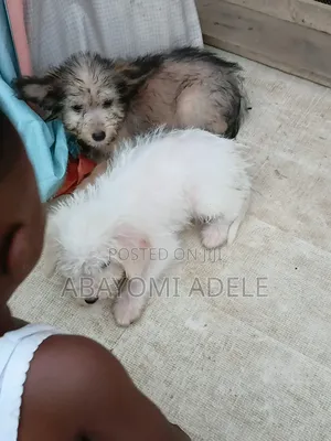 1-3 months Female Mixed Breed Lhasa Apso
