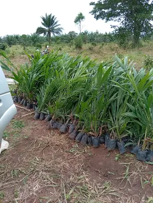 Tenera Palm Seedling