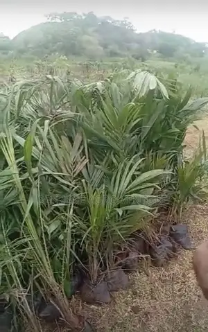 Tenera Palm Seedling
