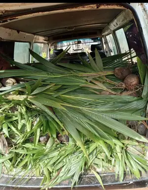 Coconut Seedling