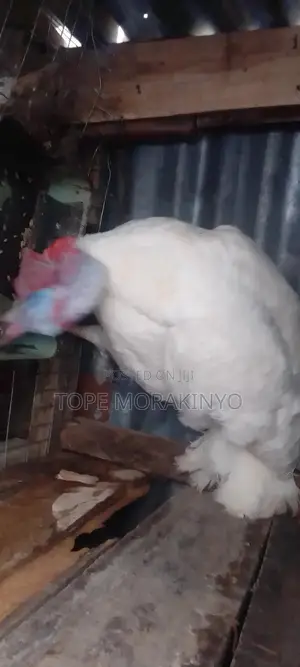 Turkey for Sales(Ibadan), Male and Female Call