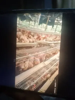 Old Layers Birds
