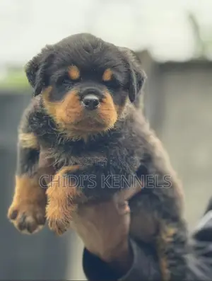 0-1 month Male Purebred Rottweiler