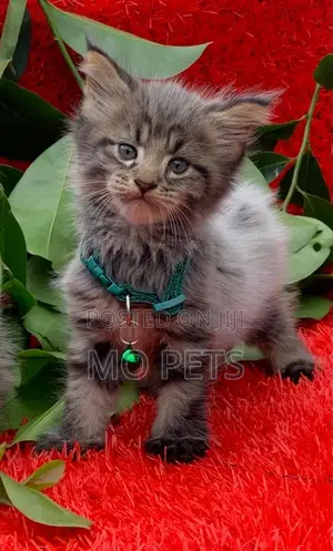 1-3 months Male Purebred Maine Coon