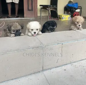 1-3 months Female Purebred Lhasa Apso