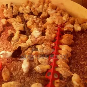 Zartech Pullet and Amo Pullets Available for Booking