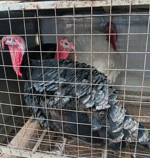 Male Local Turkey