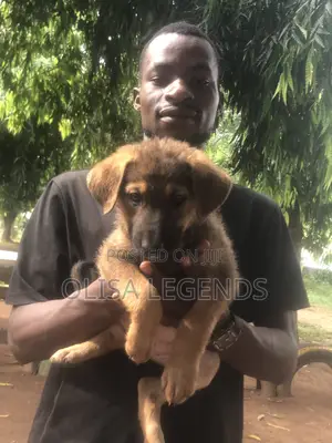 1-3 months Female Purebred German Shepherd