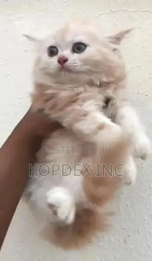 1-3 months Male Purebred Persian