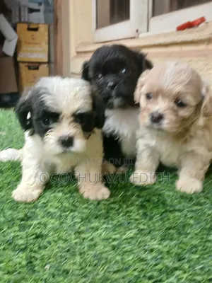 1-3 months Female Purebred Lhasa Apso