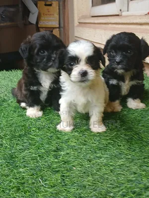 1-3 months Male Purebred Lhasa Apso