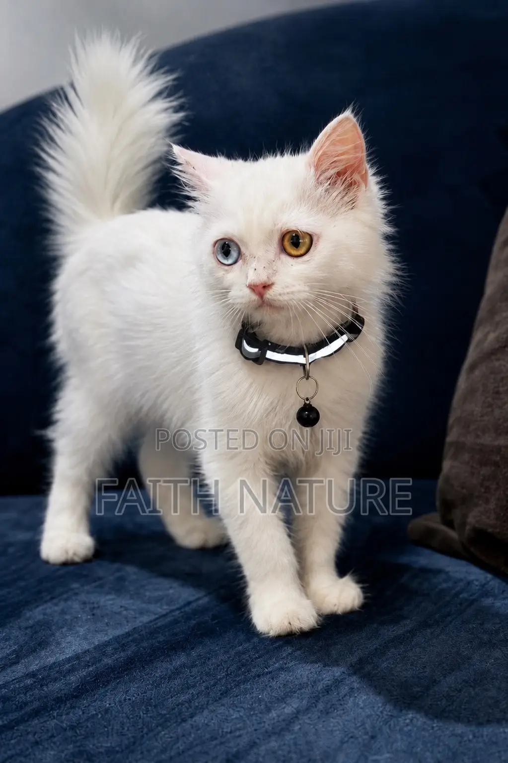 Cat and Puppies Adjustable Pet Collar
