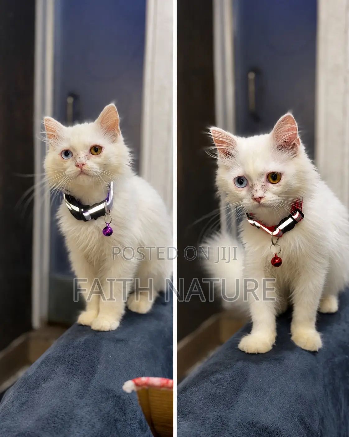 Cat and Puppies Adjustable Pet Collar