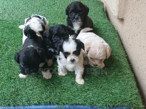 1-3 months Female Purebred Lhasa Apso