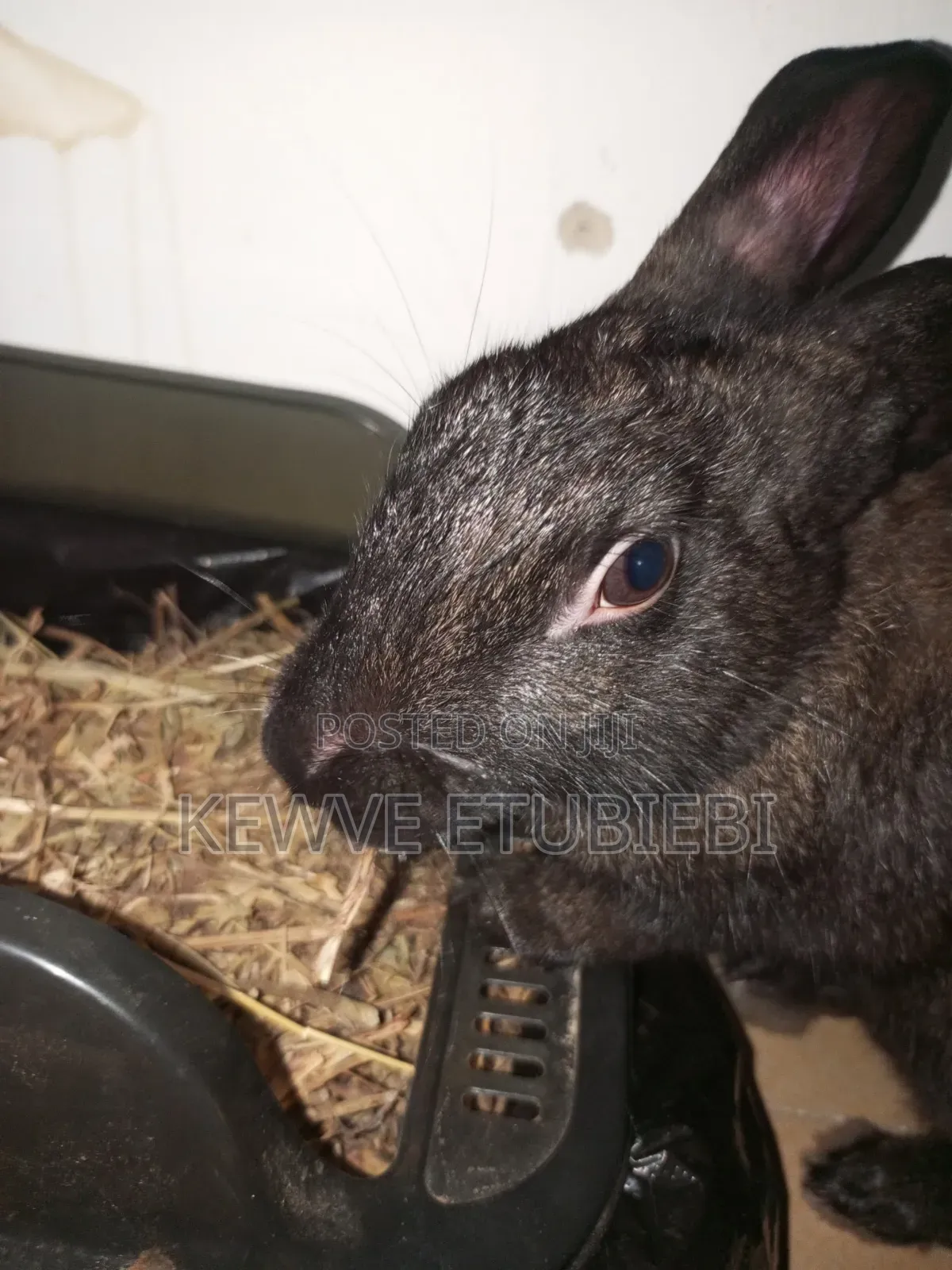 1yr+ Rabbit for Sale